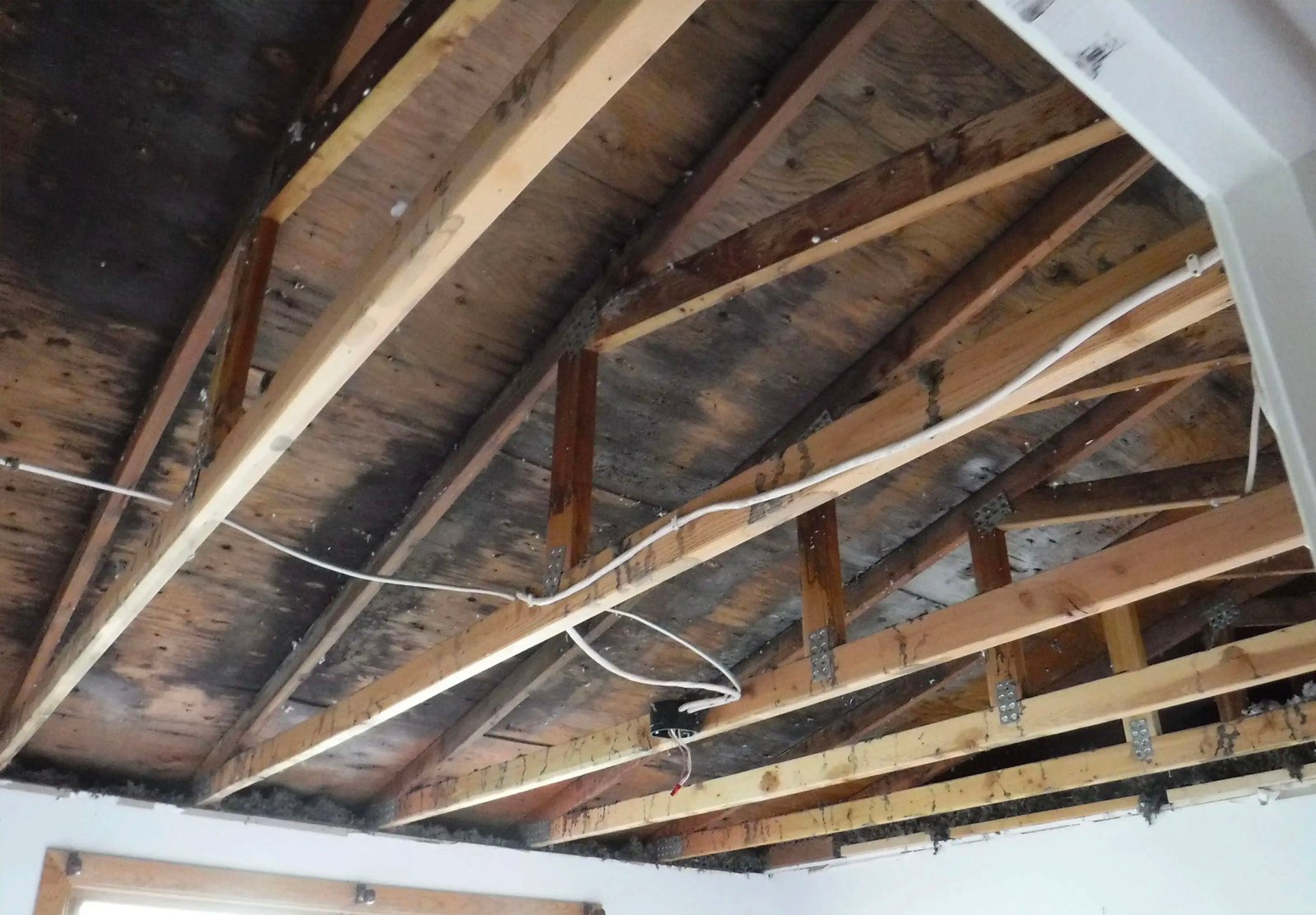 attic mold
