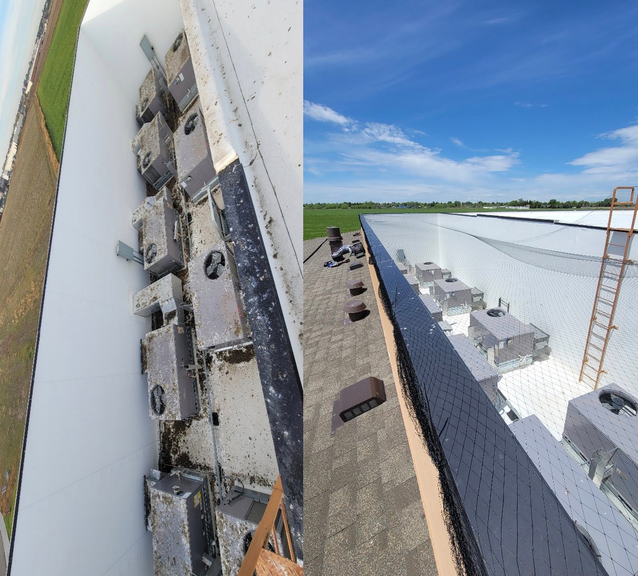 pigeon control before and after HHE Idaho Falls