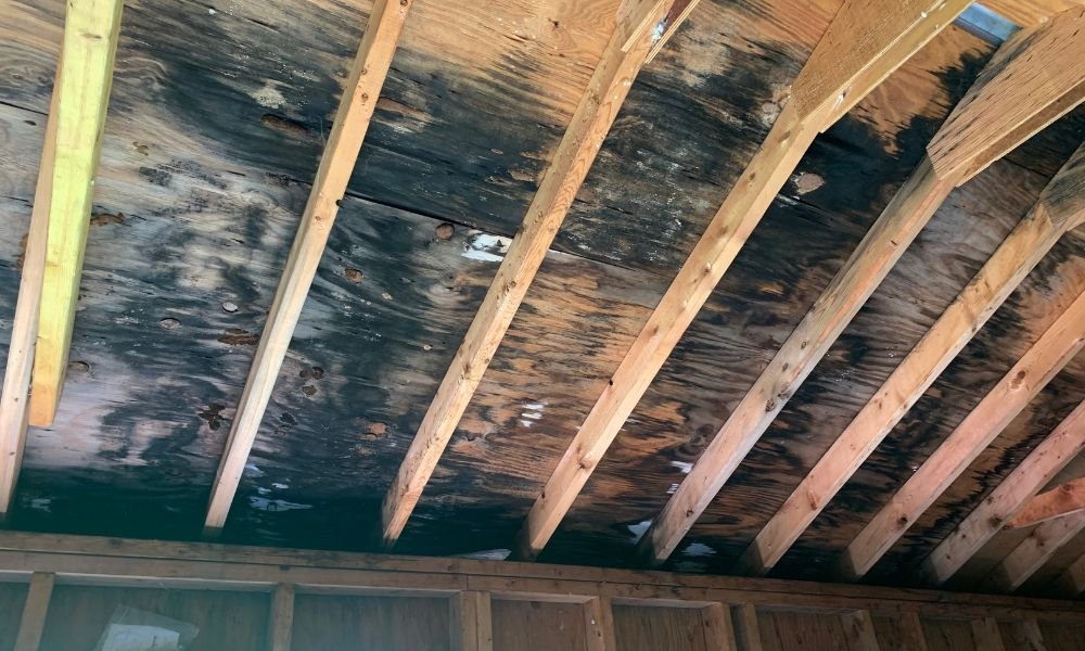mold damage restoration in Idaho Falls HHE Idaho Falls