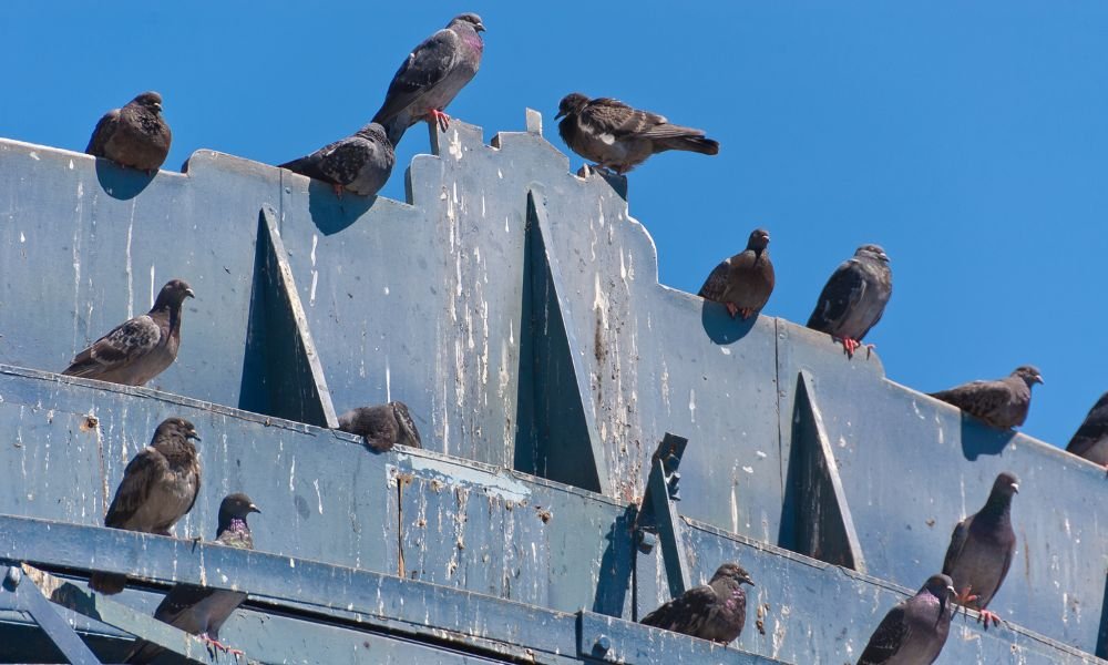 commercial bird control services in idaho falls